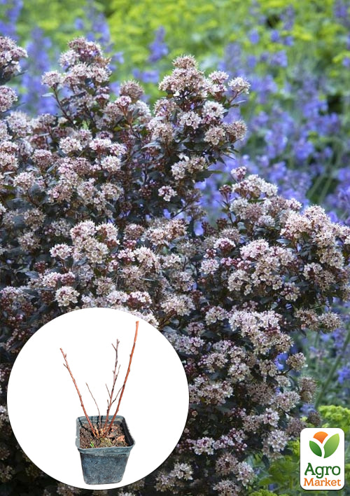 

Пухироплідник калинолистний Little Joker вазон Р9