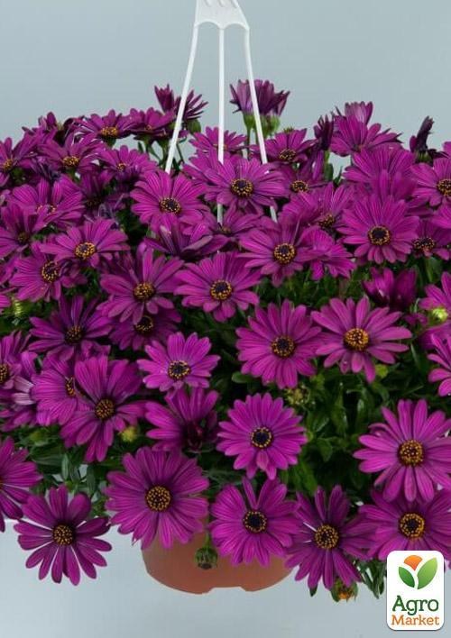 Остеоспермум Flower Power Purple 18