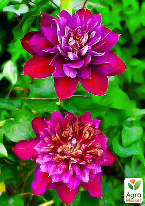 

Клематис Temptation