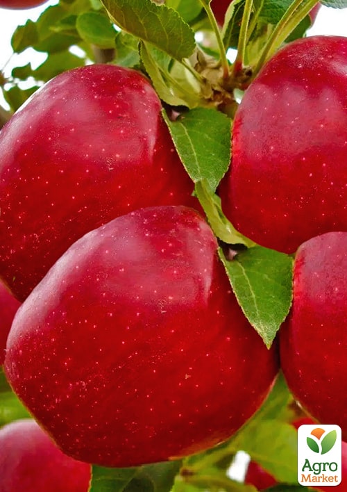 

Яблоня Джеромине (зимний сорт, поздний срок созревания)