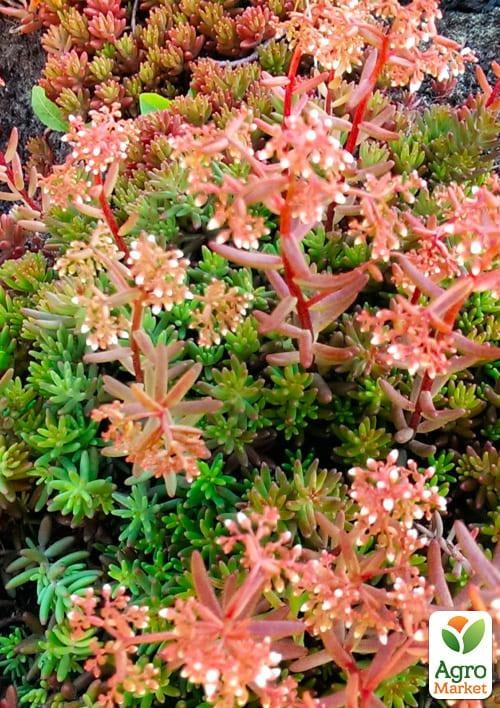 

Очиток белый Атропурпуреум (Sedum album Atropurpureum)