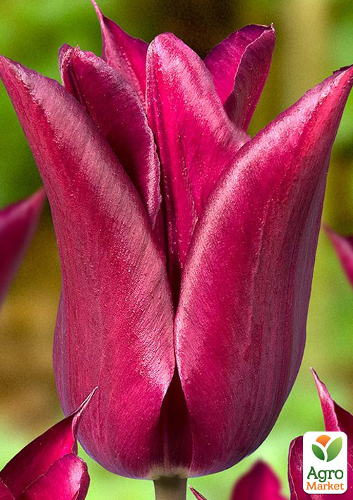 

Тюльпан Purple Heart (лілієцвітний)