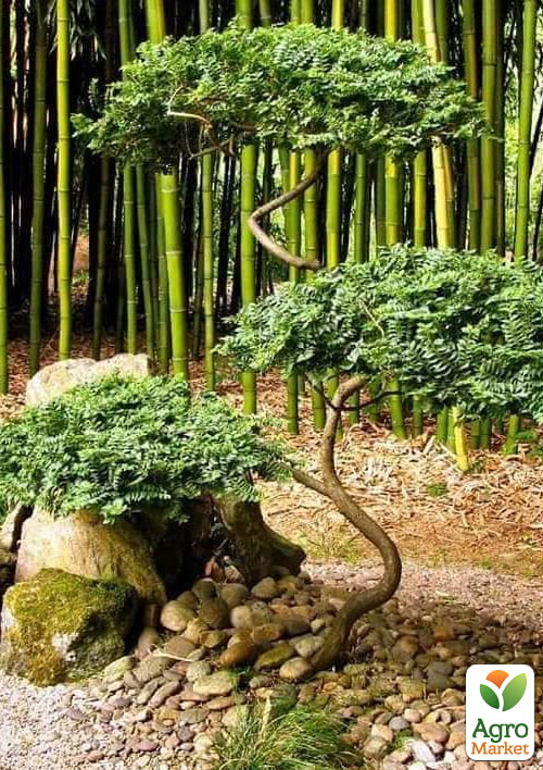 

В'яз малий «Жаклін Хіллер» (підходить для формування бонсай) висота 15-25см