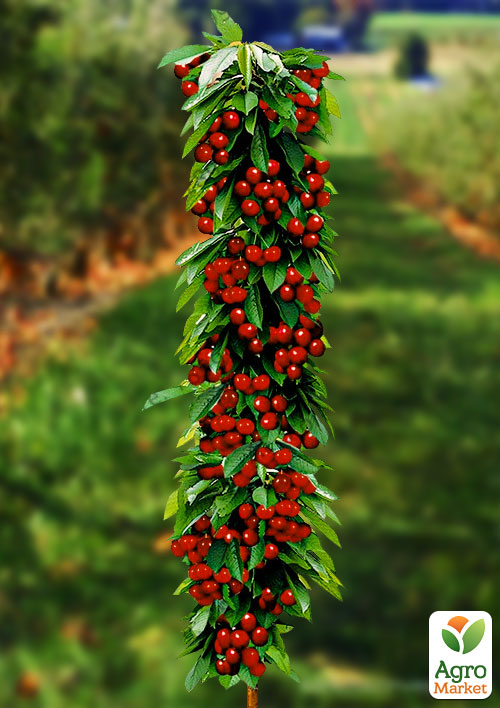 

Эксклюзив! Черешня колоновидная рубиново-красная Красная помада (Red lipstick) (премиальный супер сладкий сорт)