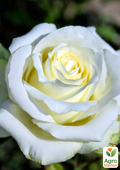 

Роза чайно-гибридная Паскали (саженец класса АА+) высший сорт