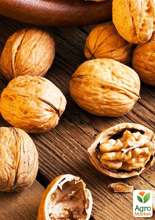 

Волоський горіх Топорівський (середньостиглий термін дозрівання)