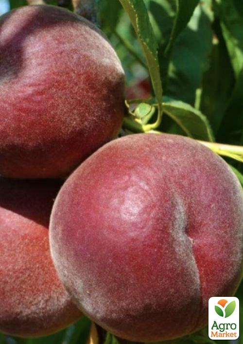 

Персик Роял Маджестик