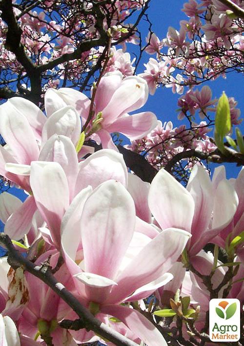 

Магнолія X Soulangeana (Суланжа)