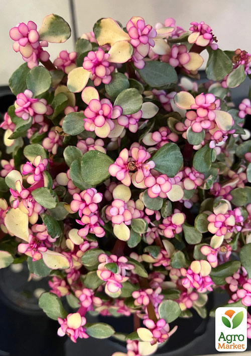 

Портулакарія африканська Variegata