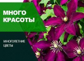 Розмноження клематиса: 4 способи - корисні статті про садівництво від Agro-Market