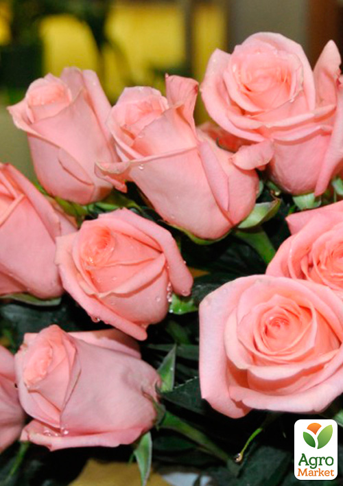 

Роза чайно-гибридная Ангажемент (саженец класса АА+) высший сорт