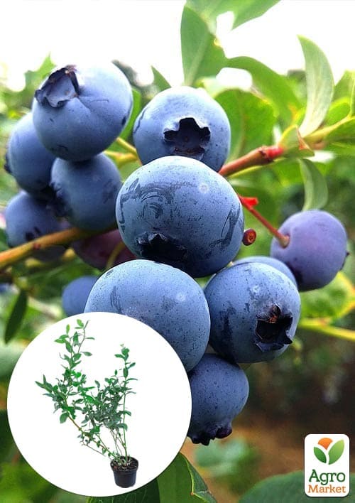 

Лохина 3-х річна Дюк (Duke) С3 висота 60-80см