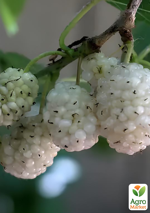 

Шовковиця прищеплена біла Вікторія (літній сорт, середній термін дозрівання)