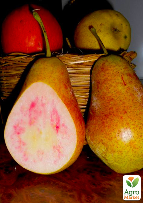 

Груша Свадебная (летний сорт, ранний срок созревания)