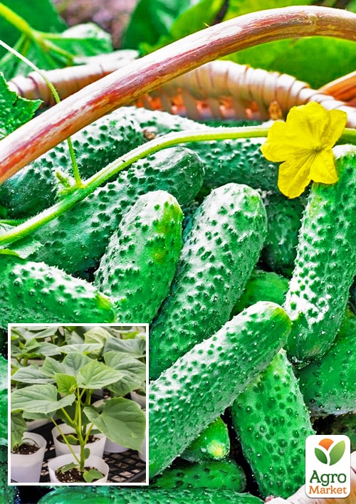 

Рассада Огурец «Соседу на зависть F1» (фермерское взращивание), 1шт в упаковке