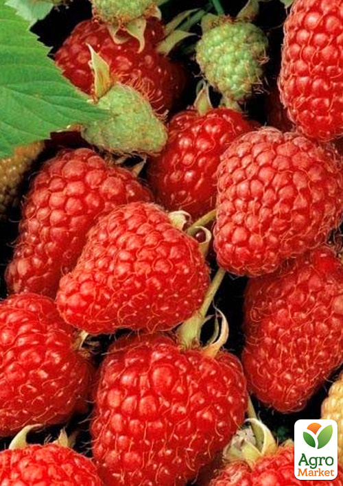 

LMTD Малина ремонтантна Zefa Herbsternte (сортова, укорінена) висота 50-70см