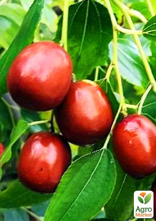 

Зизифус (унаби) Первенец (средний срок созревания, высокоурожайный сорт) вазон Р9, высота 10-15см