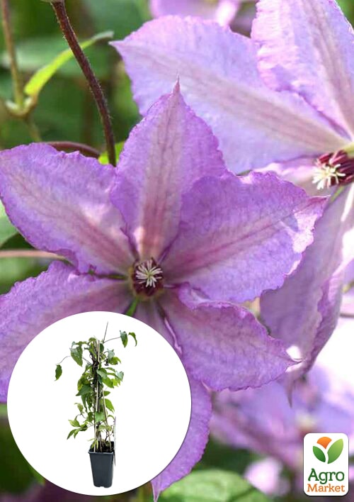 

LMTD Клематис 2-річний Margaret Hunt (висота 40-60 см)