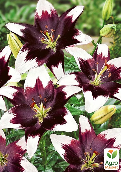 

Лілія Netty`s Pride 1шт в упаковці