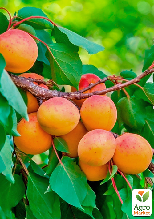 

Абрикос Янтар весняний (літній сорт, надранній термін дозрівання)