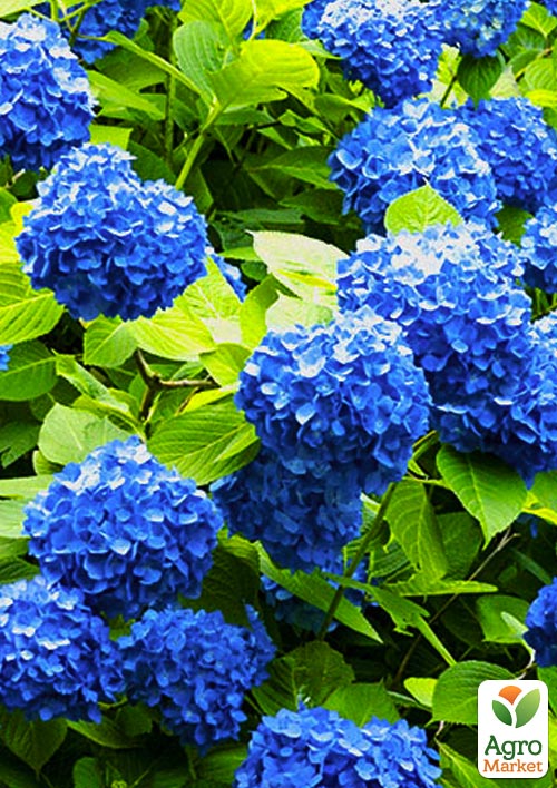 

Гортензія крупнолиста Forever and ever Blue