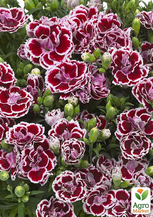 

Гвоздика Махрова Sunflor Red Esta (контейнер № 10, висота 10 см)