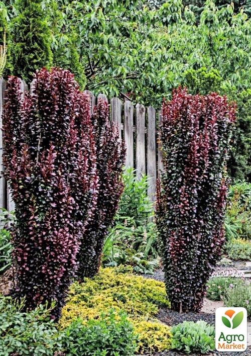 

Барбарис Тунберга Chocolate Summer (контейнер P9)