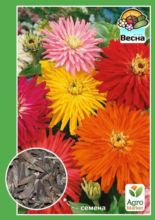

Цинния Кактусоцветные гиганты ТМ Весна 0.4г