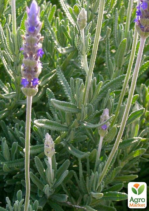 

Лаванда зубчатая Royal Krown (контейнер № 10, высота 10-15 см)