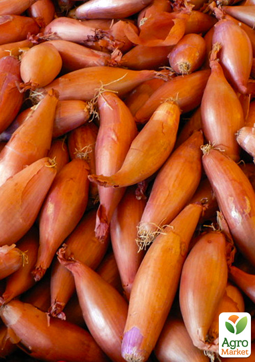 

Цибуля-сіянка 1кг (арбажейка) Дельфін (Україна)