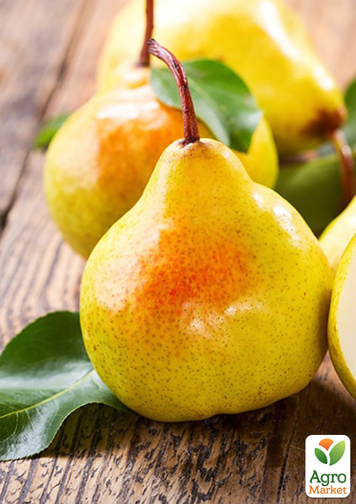 

Эксклюзив! Груша желтая Корсунская (Korsuns`ka) (премиальный летний сорт, на компот и варенье)