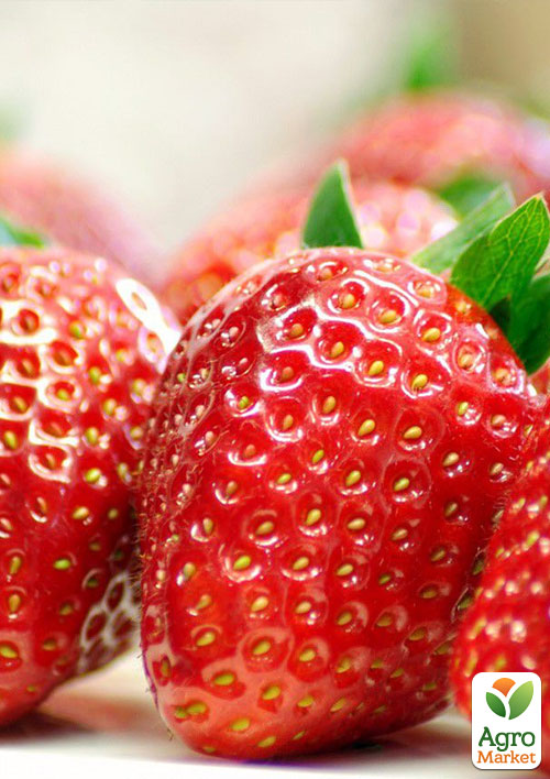 

Клубника Эльсанта (Elsanta) (среднеранний срок созревания, отличная транспортабельность)