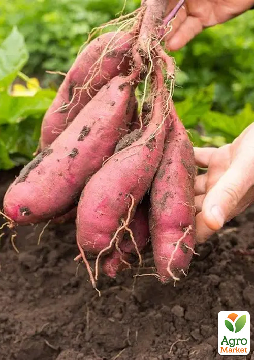 

Батат Bayou Bell (сладкий картофель) маточный клубень