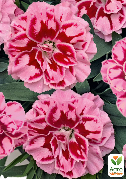 

Гвоздика Махрова Oscar Pink Heart