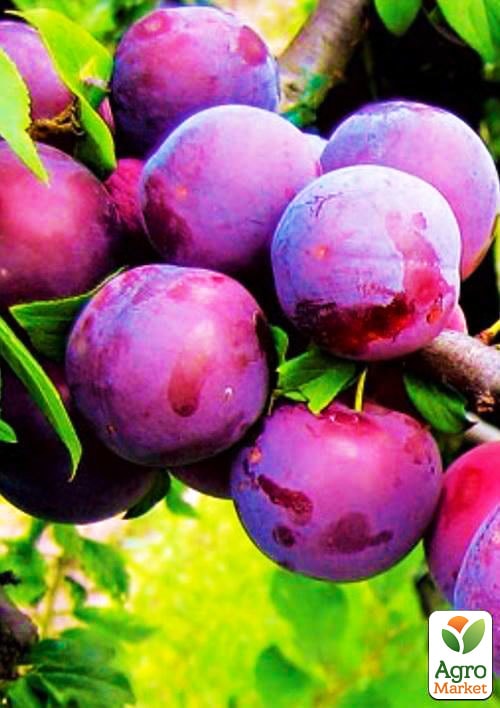 

Алича Рясна (літній сорт, середній термін дозрівання)