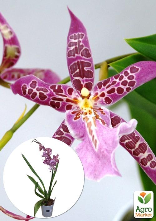 Орхидея Камбрия "Odontioda Stirbic Purple" 1 саженец в упаковке (комнатный) Нидерланды