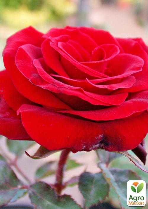 

Троянда чайно-гібридна Гран Прі (саджанець класу АА +) вищий сорт