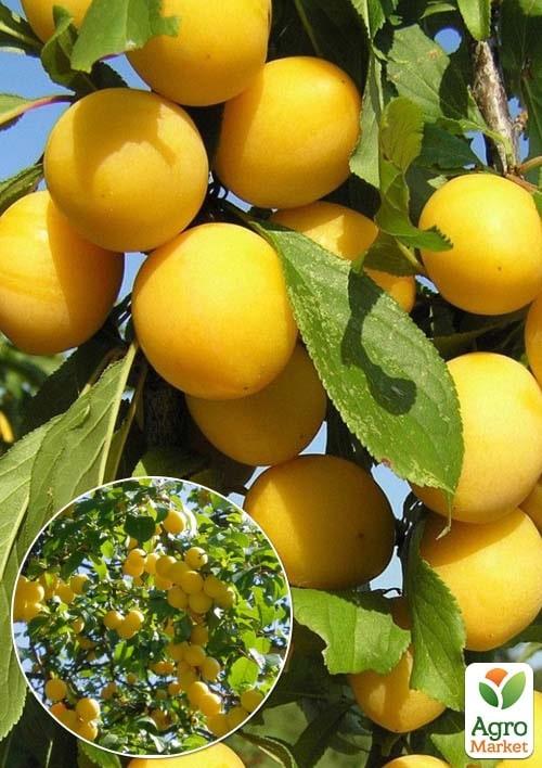 

Эксклюзив! Алыча янтарно-жёлтая Принцесса Аврора (Princess aurora) (премиальный крупноплодный сорт, ранний срок созревания)