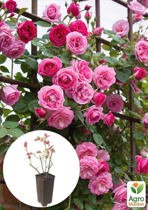 

Роза плетистая Pink Mushimara в контейнере, высший сорт