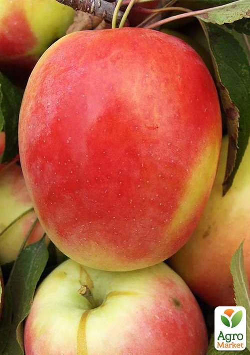 

Яблоня Кандиль синап (осенний сорт, средний срок созревания)