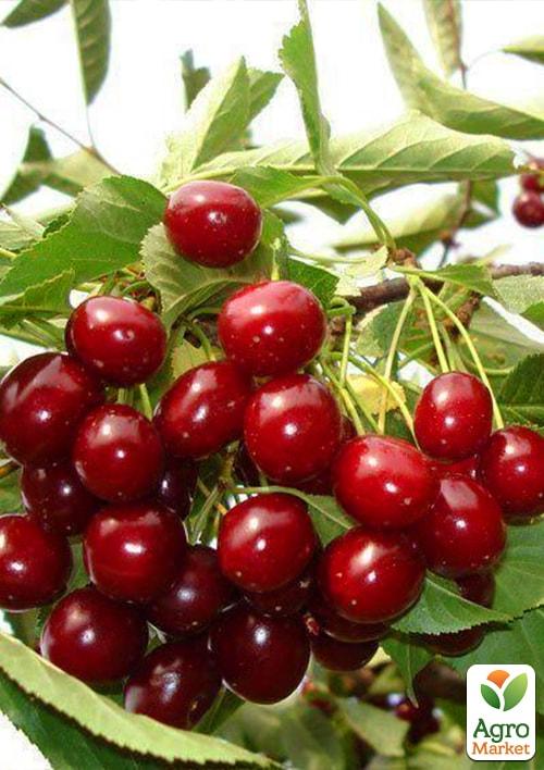 

Черешня Мелітопольська рання (літній сорт, ранній термін дозрівання)