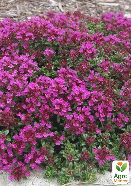 

Тимьян Creeping Red