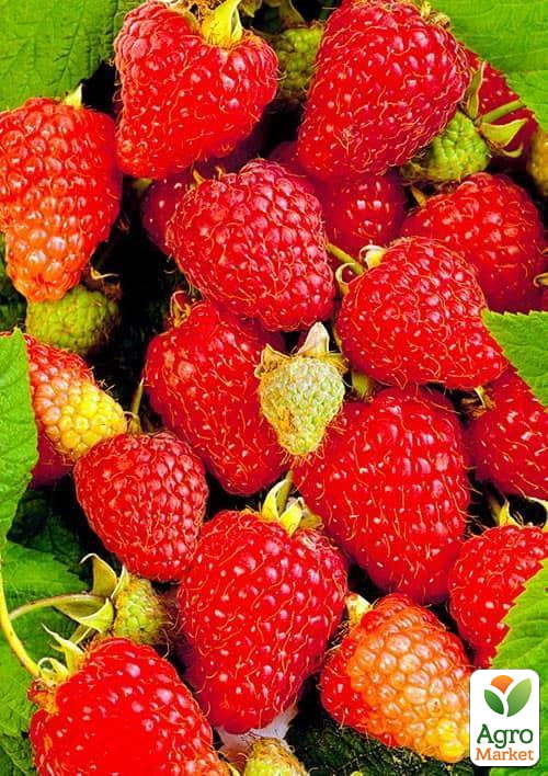 

Малина Либідь (ремонтантій великоплідний та невибагливий сорт) 1-річний саджанець