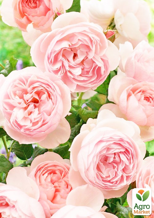 

Троянда англійська Heritage (саджанець класу АА +) вищий сорт