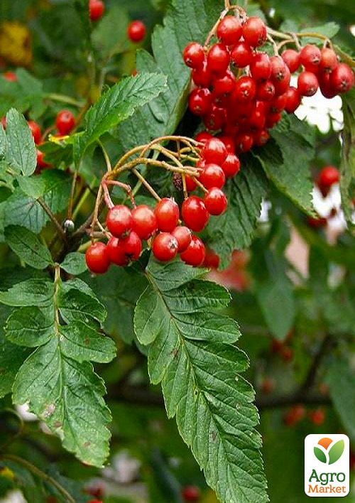 

Рябина гибридная в контейнере (Sorbus quercifolia)