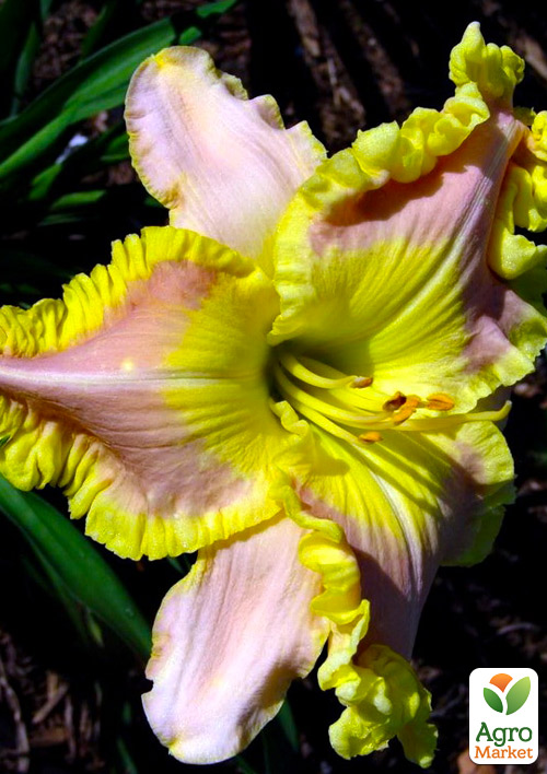 

Лілейник Ted's Tribute to Linda