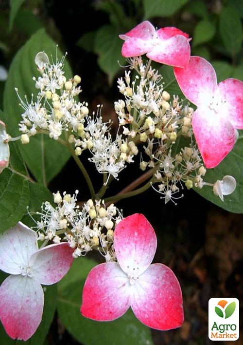 

Эксклюзив! Гортензия пильчатая розовая Лунная пыль (Moon Dust) (неприхотливый сорт)