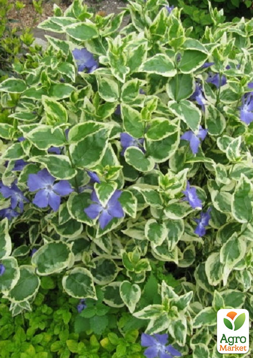 

Барвинок пестролистный Argenteovariegata (эффектный почвопокровный многолетник)