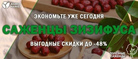 Акция! Коллеги, поторопитесь выписать саженцы зизифуса по супер выгодной цене со скидкой до -48% Акция! Коллеги, поторопитесь выписать саженцы зизифуса по супер выгодной цене со скидкой до -48%