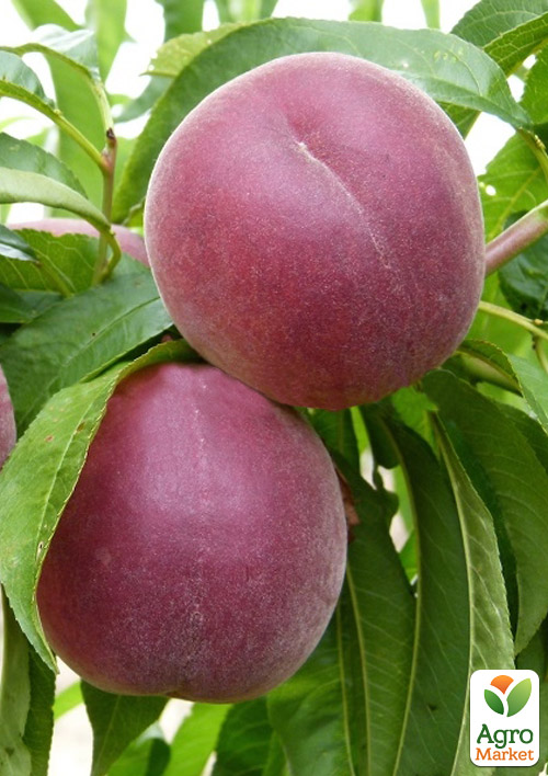 

Персик Роял Глори